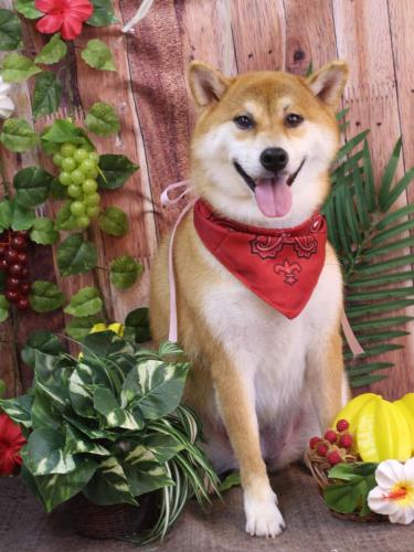 20230829マロンちゃん